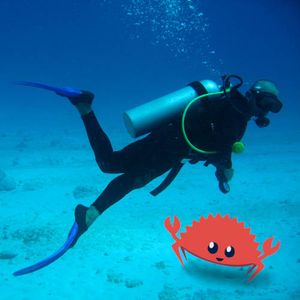 Preview image, with a diver finding Ferris deep under the water